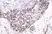 Anti Akt (pSer473) Antibody, clone RM251 (PrecisionAb Monoclonal Antibody) thumbnail image 2