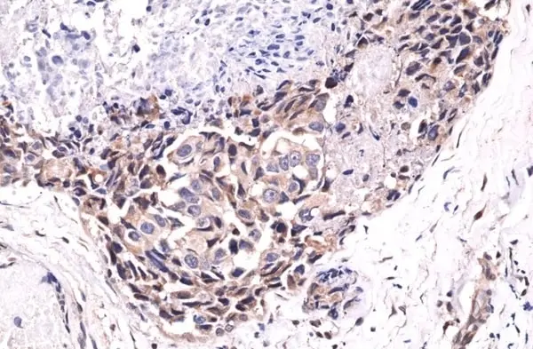 Anti Akt (pSer473) Antibody, clone RM251 (PrecisionAb Monoclonal Antibody) gallery image 2