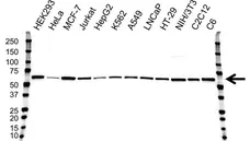 Anti AKT1 Antibody, clone OTI4C11 (PrecisionAb Monoclonal Antibody) gallery image 1