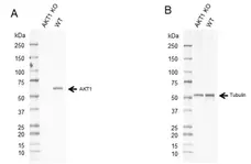 Anti AKT1 Antibody, clone OTI4C11 (PrecisionAb Monoclonal Antibody) gallery image 2