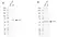Anti AKT1 Antibody, clone OTI4C11 (PrecisionAb Monoclonal Antibody) thumbnail image 2