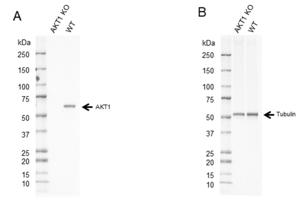Anti AKT1 Antibody, clone OTI4C11 (PrecisionAb Monoclonal Antibody) gallery image 2