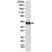 Anti AKT1 Antibody, clone RM252 thumbnail image 1