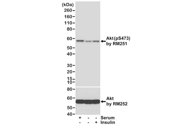 Anti AKT1 Antibody, clone RM252 gallery image 3
