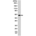 Anti AKT1 (Ph Domain) Antibody, clone RM316 thumbnail image 1