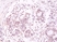 Anti AKT1 (Ph Domain) Antibody, clone RM316 thumbnail image 2