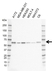 Anti AKT3 Antibody, clone I02/2H9 (PrecisionAb Monoclonal Antibody) thumbnail image 1