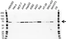 Anti ALAS1 Antibody, clone OTI1C5 (PrecisionAb Monoclonal Antibody) gallery image 1