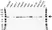 Anti ALAS1 Antibody, clone OTI1C5 (PrecisionAb Monoclonal Antibody) thumbnail image 1
