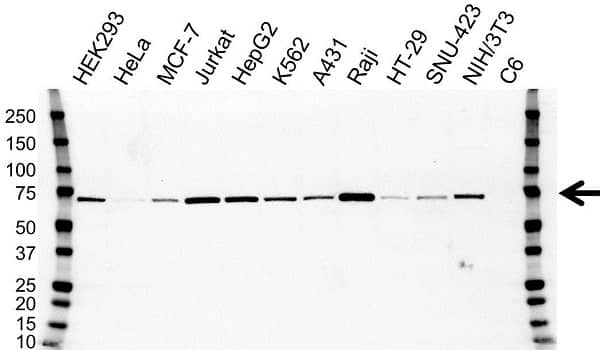 Anti ALAS1 Antibody, clone OTI1C5 (PrecisionAb Monoclonal Antibody) gallery image 1