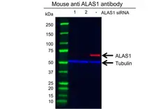 Anti ALAS1 Antibody, clone OTI1C5 (PrecisionAb Monoclonal Antibody) gallery image 2