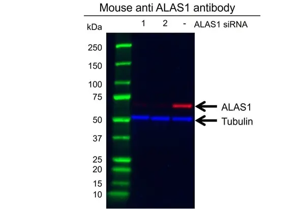 Anti ALAS1 Antibody, clone OTI1C5 (PrecisionAb Monoclonal Antibody) gallery image 2