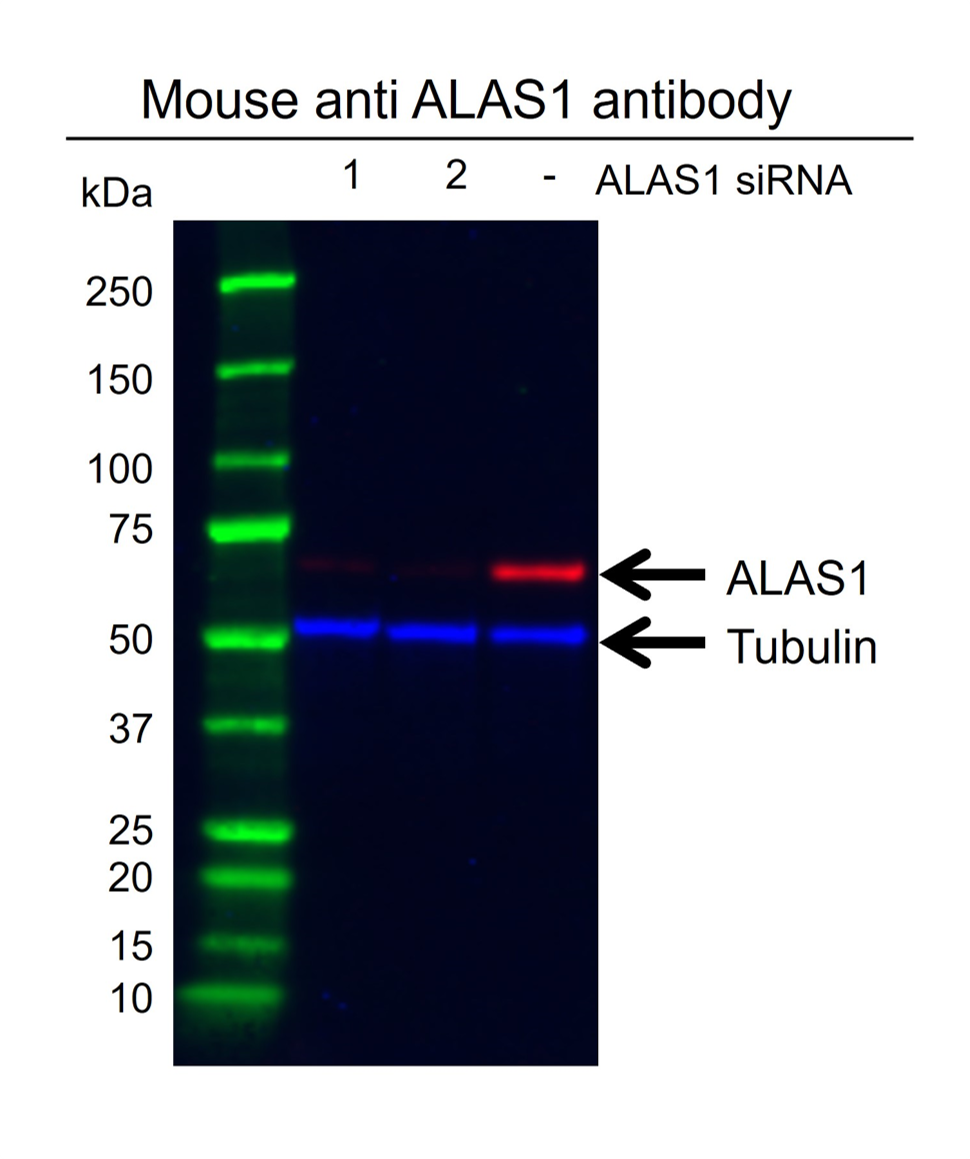 Anti ALAS1 Antibody, clone OTI1C5 (PrecisionAb Monoclonal Antibody) gallery image 2