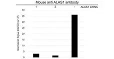 Anti ALAS1 Antibody, clone OTI1C5 (PrecisionAb Monoclonal Antibody) gallery image 3