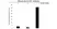 Anti ALAS1 Antibody, clone OTI1C5 (PrecisionAb Monoclonal Antibody) thumbnail image 3