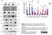 Anti Human Albumin Antibody, clone BGN/1328/33 (UA33) thumbnail image 2