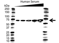 Anti Albumin Antibody (PrecisionAb Monoclonal Antibody) gallery image 1