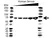 Anti Albumin Antibody (PrecisionAb Monoclonal Antibody) thumbnail image 1
