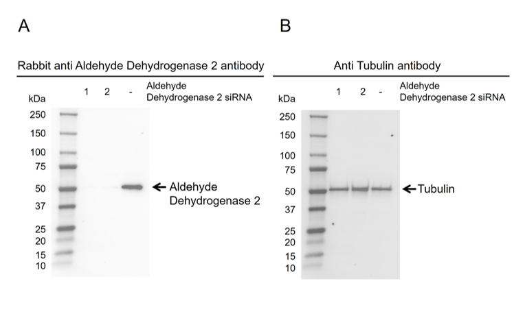 Anti Aldehyde Dehydrogenase 2 Antibody, clone 4G6A3 (PrecisionAb Monoclonal Antibody) thumbnail image 1