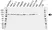 Anti ALIX Antibody, clone OTI1A4 (PrecisionAb Monoclonal Antibody) thumbnail image 1