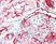 Anti Human Alkaline Phosphatase Antibody, clone BGN/03/661 thumbnail image 1