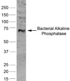 Anti Human Alkaline Phosphatase Antibody, clone BGN/03/662 gallery image 1