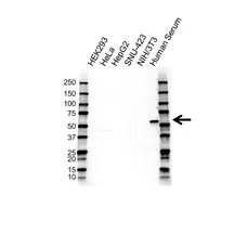 Anti Alpha 1 Antitrypsin Antibody, clone AAT/1379 (PrecisionAb Monoclonal Antibody) gallery image 1