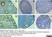 Anti Human AMH Antibody, clone 5/6 thumbnail image 5