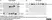 Anti Human AMH Antibody, clone 5/6 thumbnail image 6