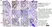 Anti Human AMH Antibody, clone 5/6 thumbnail image 7