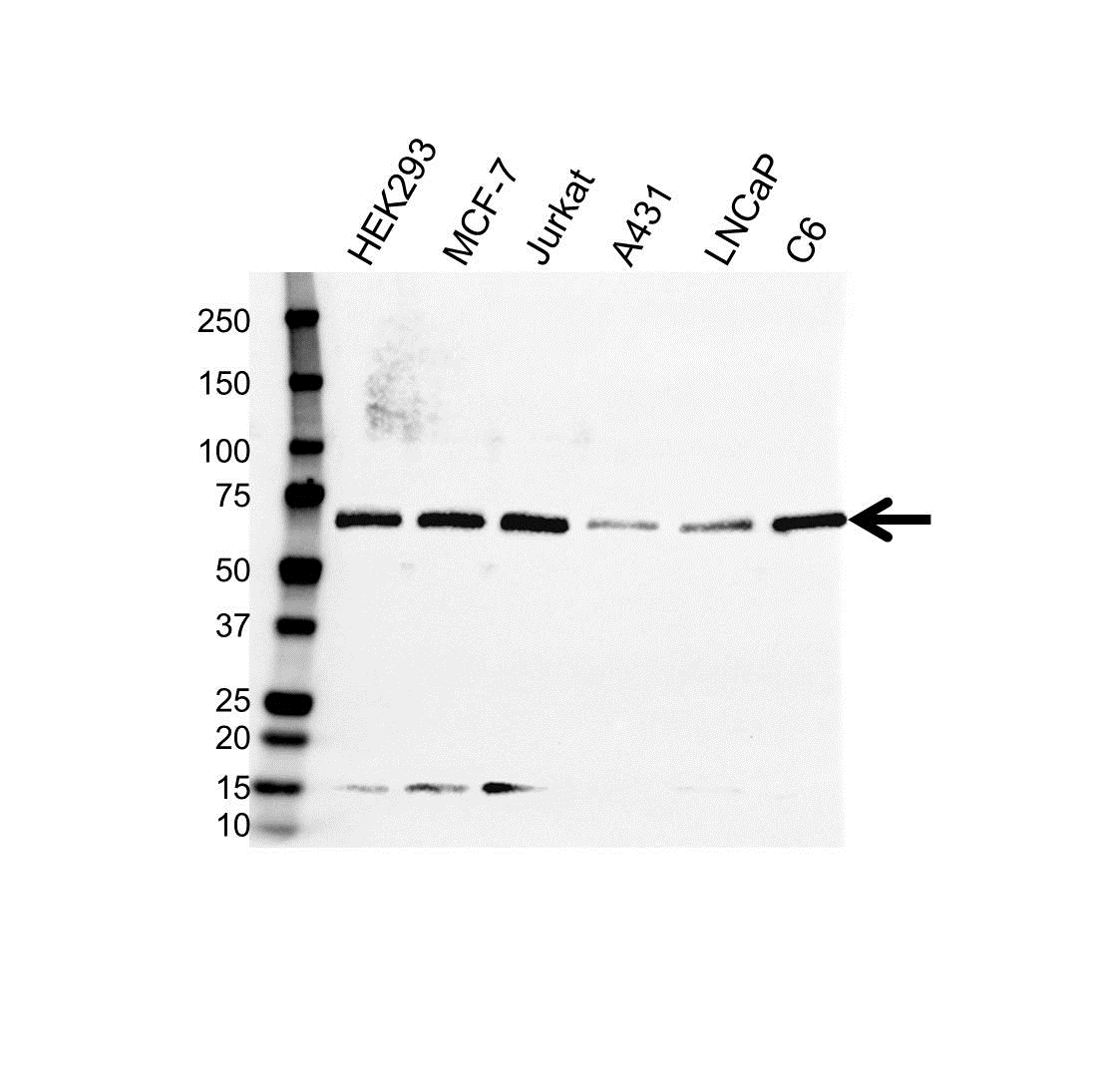 Anti AMPK Alpha 1 Antibody, clone 2B7 (PrecisionAb Monoclonal Antibody) gallery image 1
