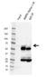Anti AMPK Alpha 1 Antibody, clone 2B7 (PrecisionAb Monoclonal Antibody) thumbnail image 2