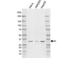 Anti Human AMPK Beta 2 Antibody, clone AB03/2F11 gallery image 1