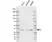 Anti Human AMPK Beta 2 Antibody, clone AB03/2F11 thumbnail image 1