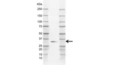 Anti Human AMPK Beta 2 Antibody, clone AB03/2F11 gallery image 2