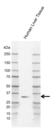 Anti Human AMPK Beta 2 Antibody, clone AB03/2F11 thumbnail image 2