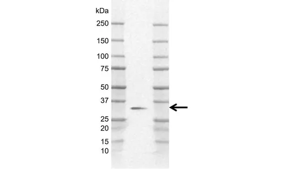 Anti Human AMPK Beta 2 Antibody, clone AB03/2F11 gallery image 2