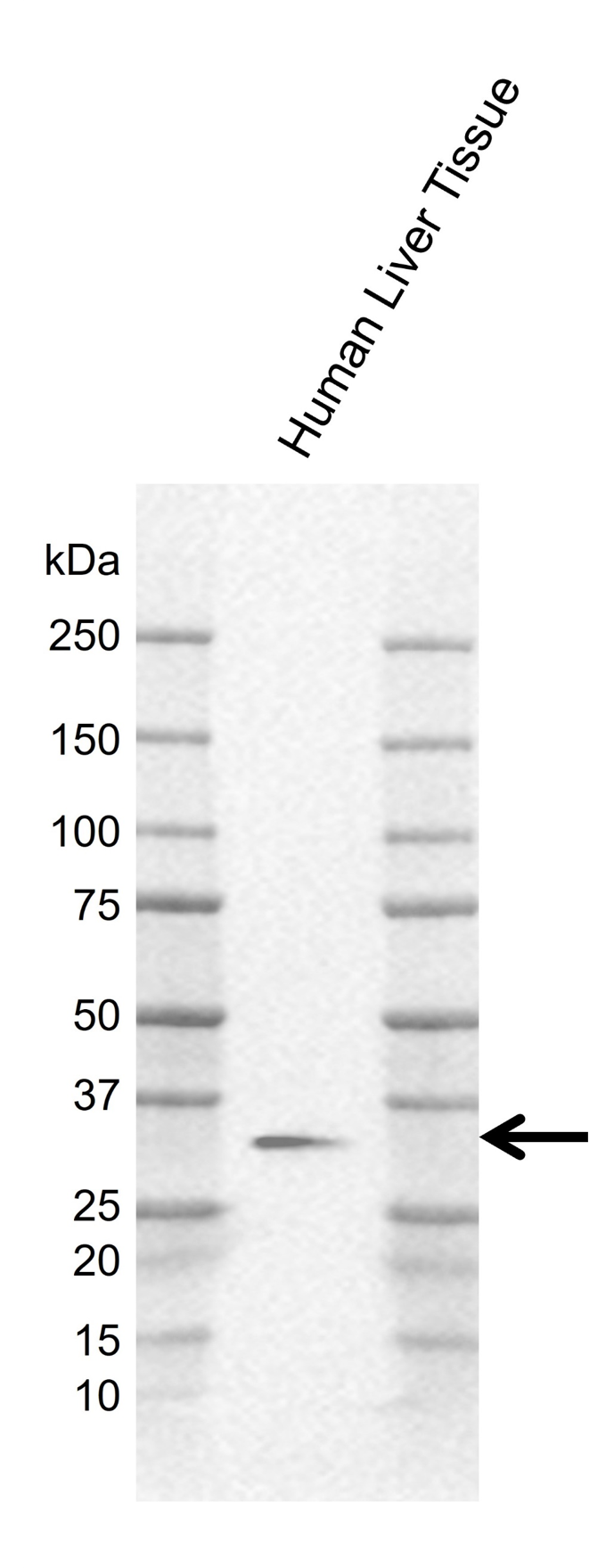 Anti Human AMPK Beta 2 Antibody, clone AB03/2F11 gallery image 2