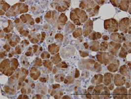 Anti Human Amylase (Salivary) Antibody, clone 2D4 gallery image 1