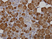 Anti Human Amylase (Salivary) Antibody, clone 2D4 thumbnail image 1