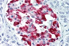 Anti Human Amylin Antibody, clone R10/99 gallery image 1