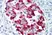 Anti Human Amylin Antibody, clone R10/99 thumbnail image 1