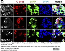 Anti Human Amylin Antibody, clone R10/99 gallery image 2