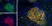 Anti Human Amylin Antibody, clone R10/99 thumbnail image 3