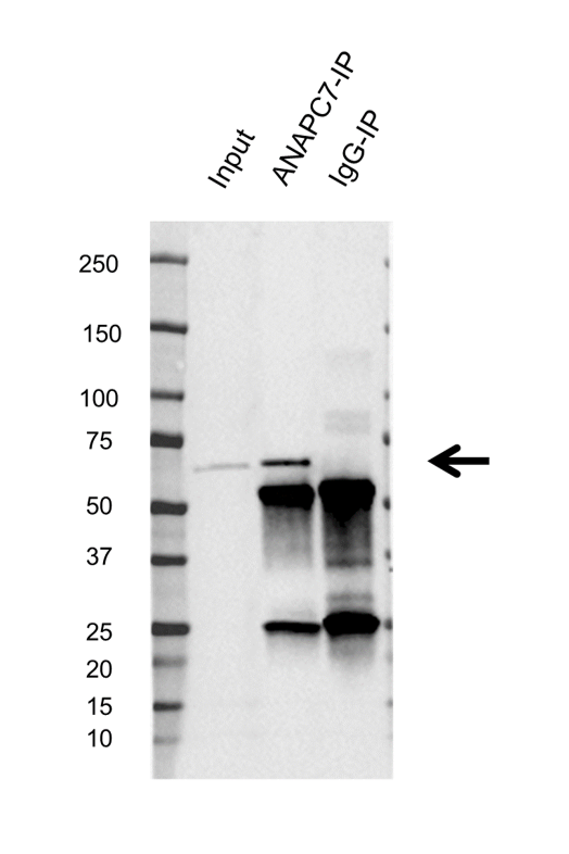Anti ANAPC7 Antibody, clone AB01-4F2 (PrecisionAb Monoclonal Antibody) gallery image 2