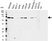 Anti ANAPC7 Antibody, clone AB01-4F2 (PrecisionAb Monoclonal Antibody) thumbnail image 1