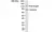 Anti Androgen Receptor Antibody, clone RM254 thumbnail image 1
