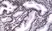Anti Androgen Receptor Antibody, clone RM254 thumbnail image 2