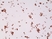 Anti Androgen Receptor Antibody, clone RM254 thumbnail image 3