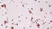 Anti Androgen Receptor Antibody, clone RM254 thumbnail image 3